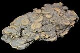 Dactylioceras Ammonite Cluster - Germany #92870-2